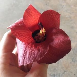 Meet your Posher, Constanza